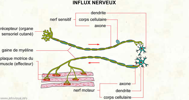 Influx nerveux